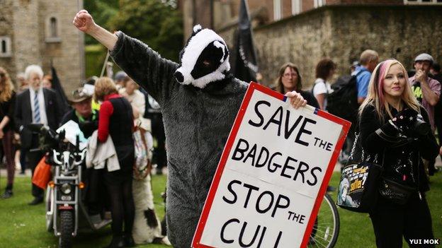 Badger protests