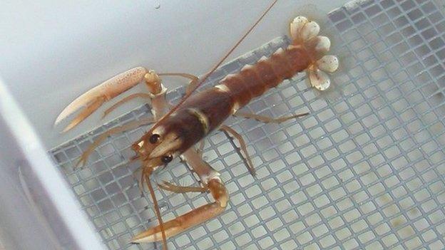 A juvenile lobster at the hatchery