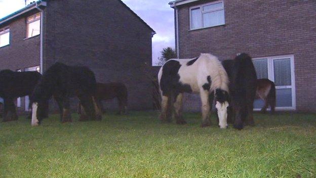 Horses grazing on a housing estate at Bridgend