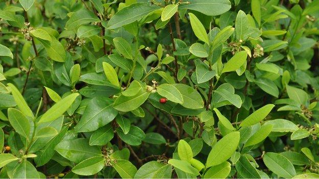 Coca plants in Colombia