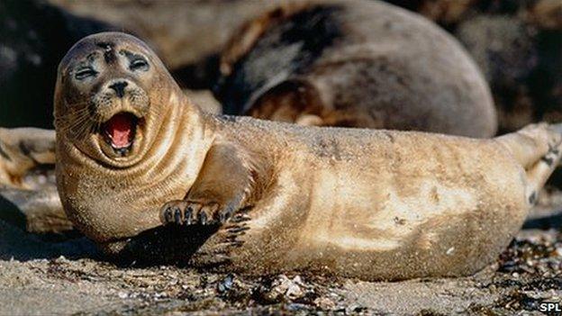 Harbour seal