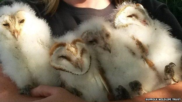 Barn owl chicks