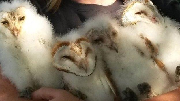 Barn owl chicks