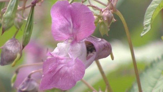Himalayan balsam