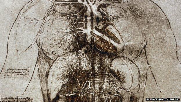 Leonard's drawings of the female anatomy, including the heart and main organs