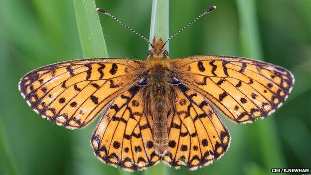 Pearl bordered fritillary butterfly (Image: CEH/Ross Newham). A recently launched butterfly data recording smartphone app received 9,000 observations in its first month