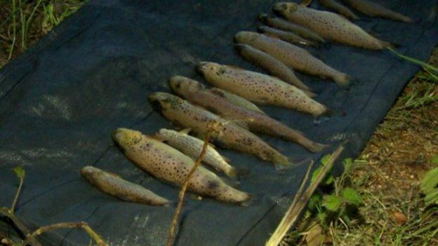 Fish kill Glenavy River