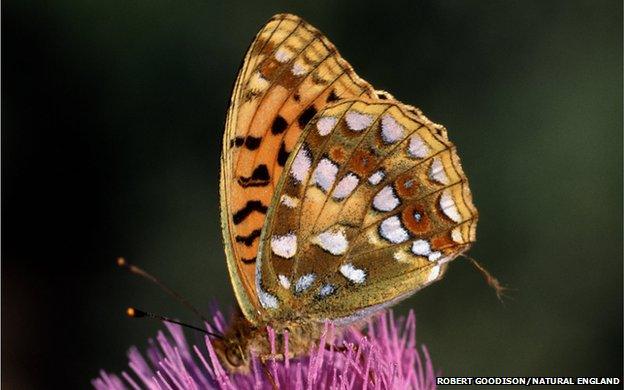 High Brown Fritillary butterfly