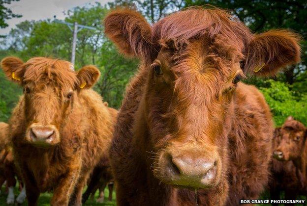 Luing cattle at High House Farm, Winster, Cumbria