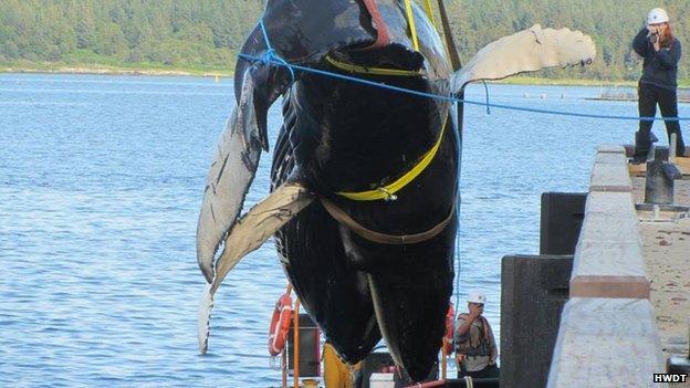 Humpback whale being lifted out of the sea at Mull