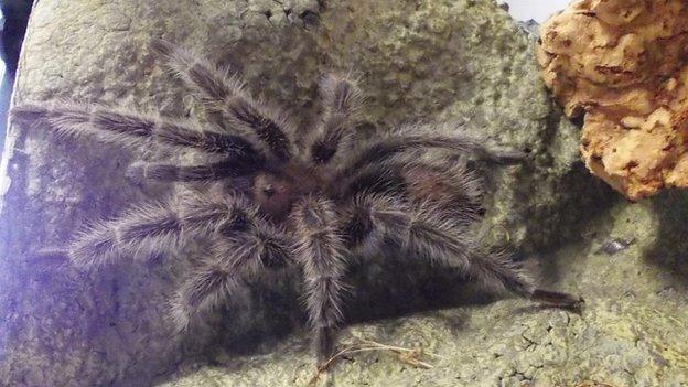 Sebastian the tarantula