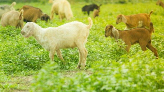 Goats on a farm