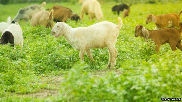 Goats on a farm