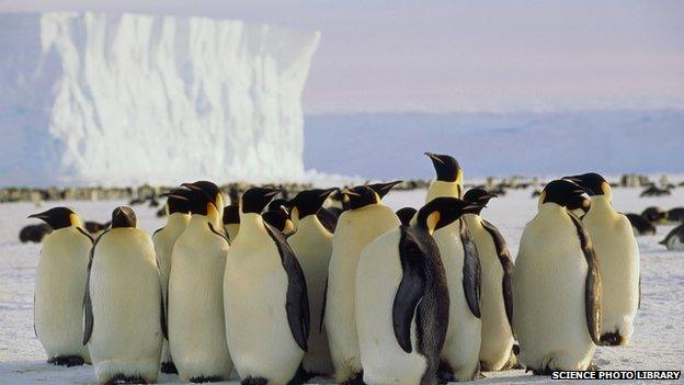 Emperor penguins in Antarctica