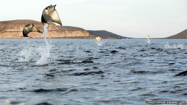 Mobula rays breaching