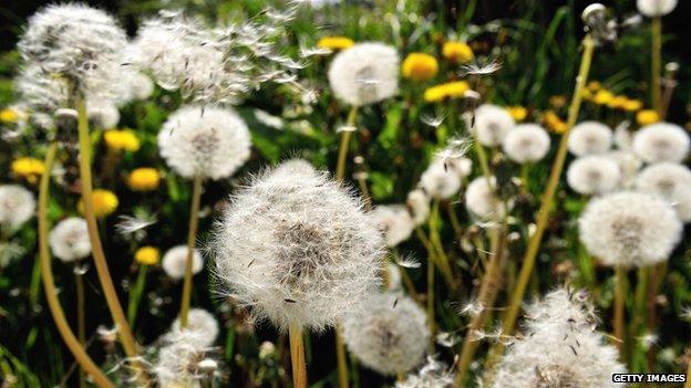 Dandelions