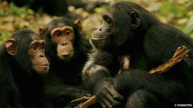 Chimps in Uganda (c) Cat Hobaiter