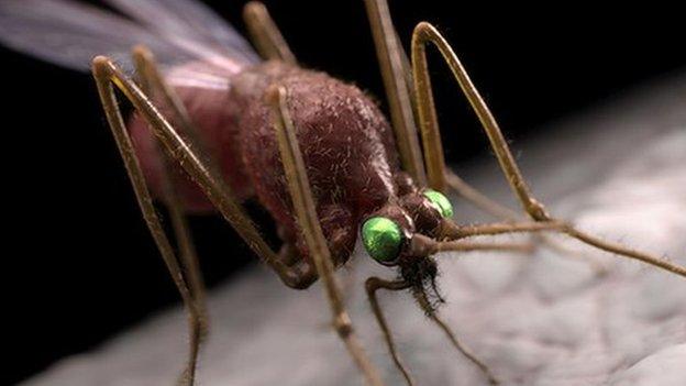 Mosquito biting skin