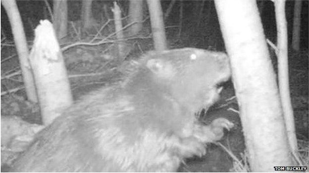 Ottery St Mary beaver. Pic: Tom Buckley