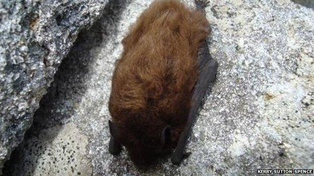 Bat on St Kilda