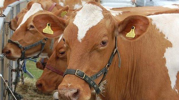 Guernsey cows