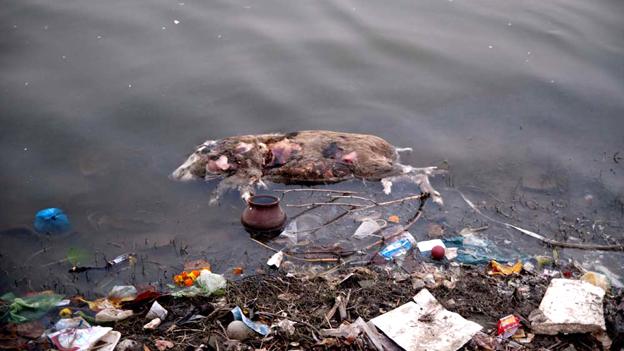 Animal decomposing in the Ganges