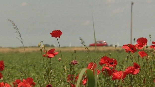 Poppies at Wimblington