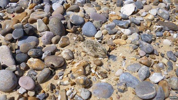 Little tern chick