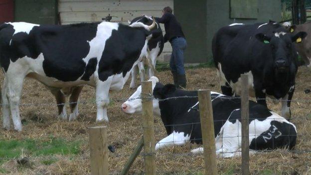 Cows in Groby