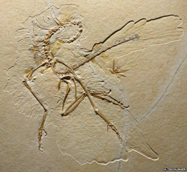 Archaeopteryx