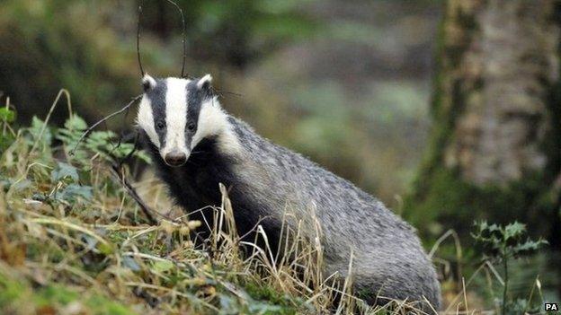 Badger