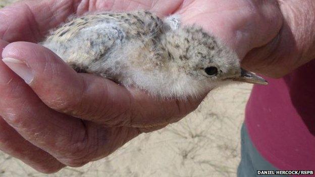 Little tern chick