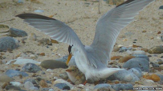 Little tern adult and chick