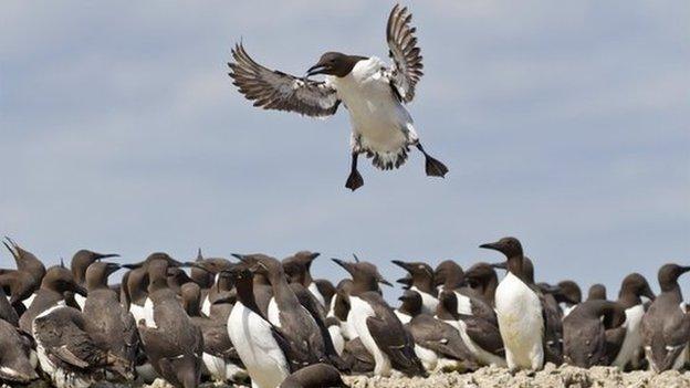 Guillemot