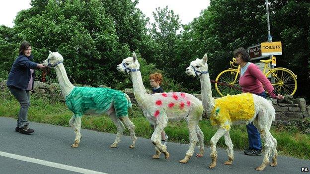 Alpaccas painted in the Tour de France leading jersey colours