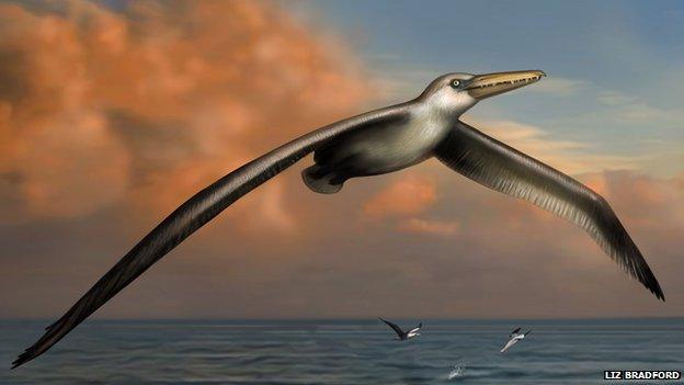 Artist impression of Pelagornis sandersi