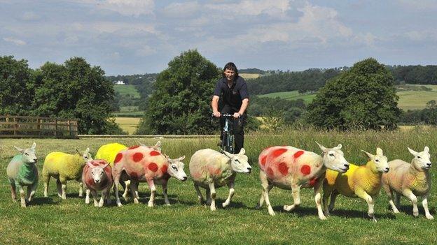 Sheep painted in Tour de France colours