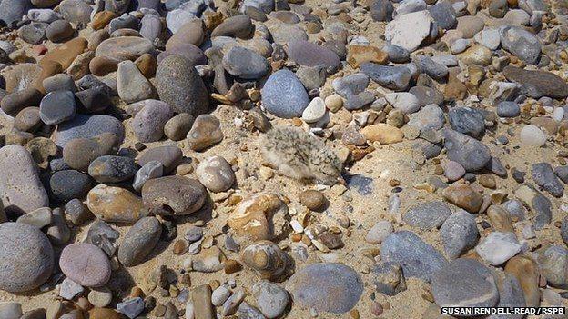 Little tern chick