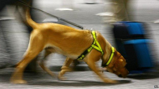Sniffer dog