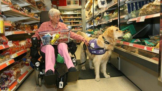 Canine partners dog getting broccoli for its owner in the supermarket. She is in a wheelchair