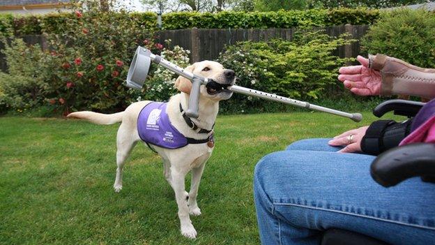 Canine partner bringing owner crutch