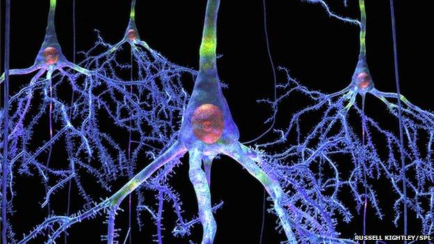 neurons