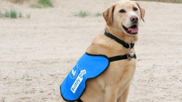 Buddy dog on the beach