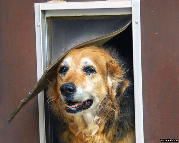 dog flap