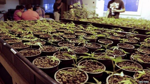 Cloned marijuana plants are pictured at the Sea of Green Farms growing facility in Seattle, Washington 30 June 2014