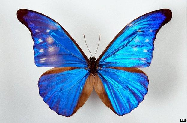 Blue morpho butterfly