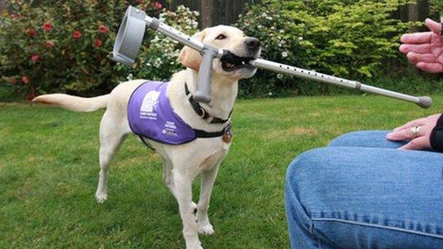 Canine partner bringing owner crutch