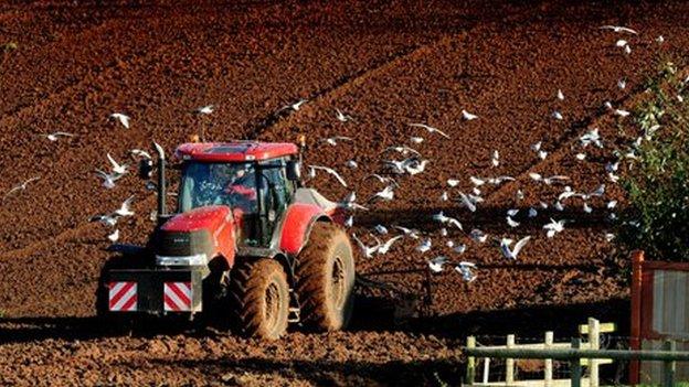 Tractor is followed by gulls