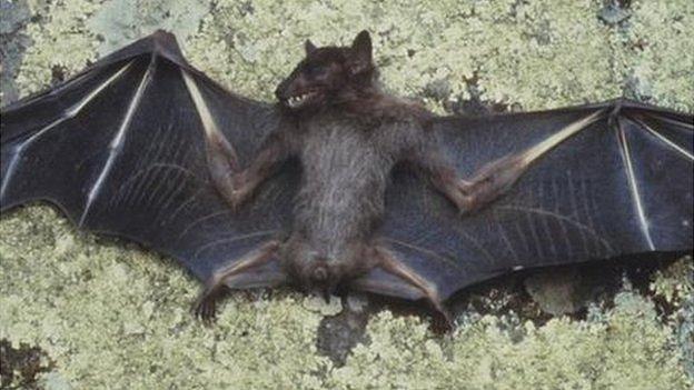 Bat