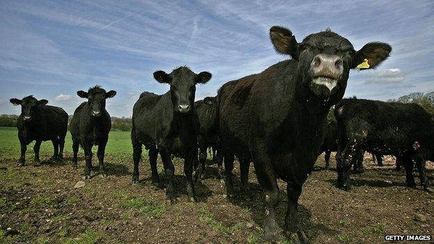 Aberdeen Angus cows on a farm in Macclesfield